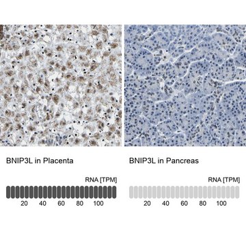 Anti-BNIP3L antibody produced in rabbit Prestige Antibodies&#174; Powered by Atlas Antibodies, affinity isolated antibody, buffered aqueous glycerol solution