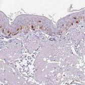 Anti-PMEL antibody produced in rabbit Prestige Antibodies® Powered by Atlas Antibodies, affinity isolated antibody, buffered aqueous glycerol solution