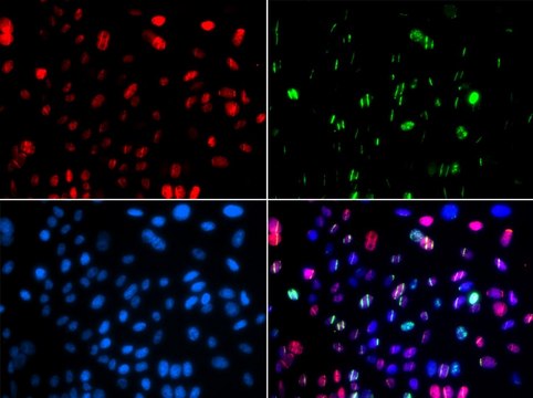 Anti-Phospho-p53-S15 antibody produced in rabbit