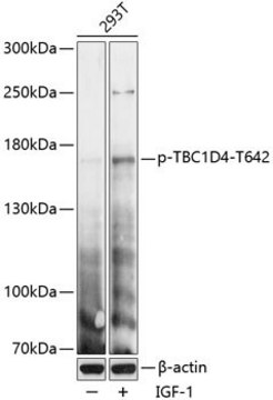 Anti-Phospho-TBC1D4-T642 antibody produced in rabbit