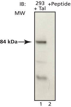 Anti-Tal (FQ-17) antibody produced in rabbit affinity isolated antibody, buffered aqueous solution