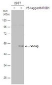 Monoclonal Anti-V5 tag antibody produced in mouse clone GT1071, affinity isolated antibody