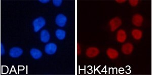 Anti-TriMethyl-Histone H3-K4 antibody produced in rabbit