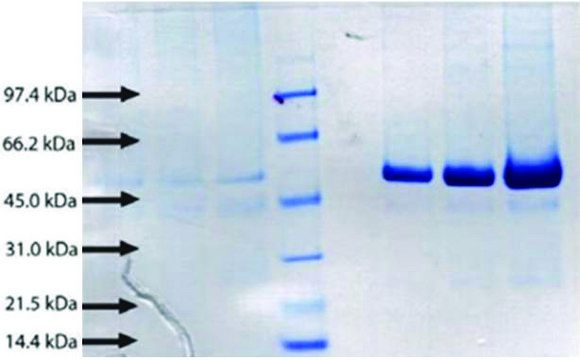 BPI from human neutrophils &#8805;95% (SDS-PAGE)