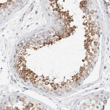 Anti-RTN4 antibody produced in rabbit Prestige Antibodies&#174; Powered by Atlas Antibodies, affinity isolated antibody, buffered aqueous glycerol solution