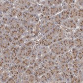 Anti-LUZP1 antibody produced in rabbit Prestige Antibodies® Powered by Atlas Antibodies, affinity isolated antibody, buffered aqueous glycerol solution, ab2