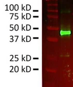 Anti-GATM/AGAT Antibody, clone 1F4 ZooMAb&#174; Rabbit Monoclonal recombinant, expressed in HEK 293 cells