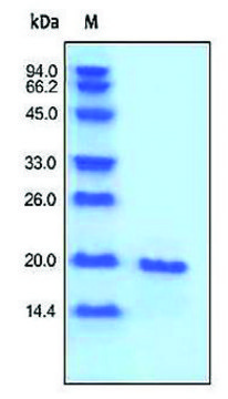 BAFF human recombinant, expressed in HEK 293 cells, &#8805;96% (SDS-PAGE)