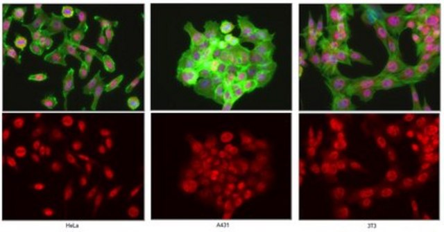 Anti-UTX Antibody from rabbit, purified by affinity chromatography