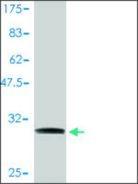 Monoclonal Anti-NDUFA1 antibody produced in mouse clone 3B9-1A1, purified immunoglobulin, buffered aqueous solution