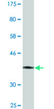 Monoclonal Anti-GTF2H4, (C-terminal) antibody produced in mouse clone 4F6, purified immunoglobulin, buffered aqueous solution