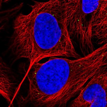 Anti-GRK4 antibody produced in rabbit Prestige Antibodies&#174; Powered by Atlas Antibodies, affinity isolated antibody