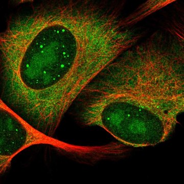 Anti-HES6 antibody produced in rabbit Prestige Antibodies&#174; Powered by Atlas Antibodies, affinity isolated antibody