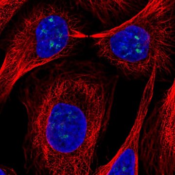 Anti-FTSJ3 antibody produced in rabbit Prestige Antibodies&#174; Powered by Atlas Antibodies, affinity isolated antibody