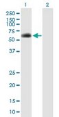 Anti-SPAG8 antibody produced in mouse IgG fraction of antiserum, buffered aqueous solution
