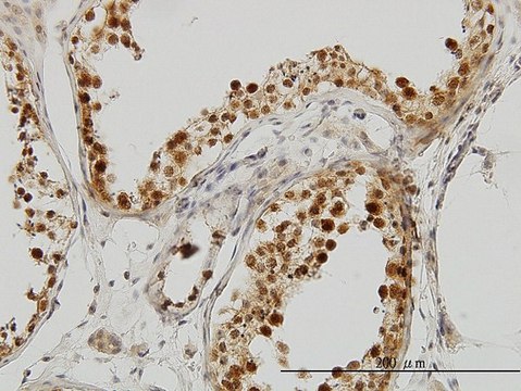 Monoclonal Anti-PCBP2 antibody produced in mouse clone 5F12, purified immunoglobulin, buffered aqueous solution