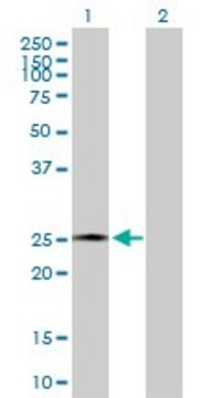 Anti-AMELX antibody produced in rabbit purified immunoglobulin, buffered aqueous solution