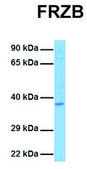 Anti-FRZB antibody produced in rabbit affinity isolated antibody