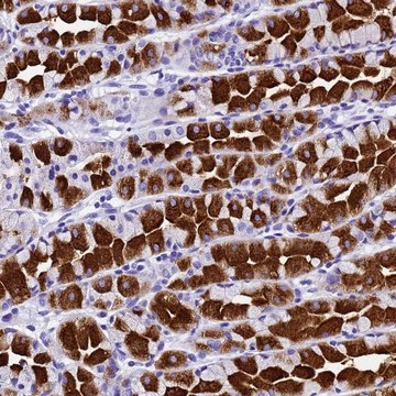 Anti-HERC4 antibody produced in rabbit Prestige Antibodies&#174; Powered by Atlas Antibodies, affinity isolated antibody, buffered aqueous glycerol solution