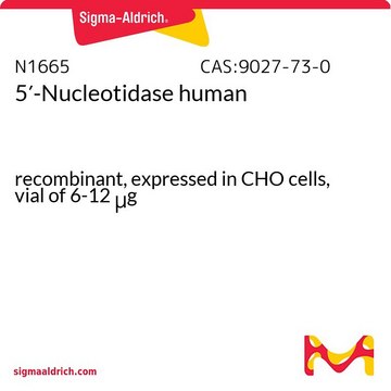 5′-核苷酸酶 人 recombinant, expressed in CHO cells, vial of 6-12&#160;&#956;g