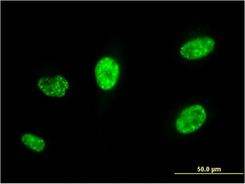 Monoclonal Anti-PCGF5 antibody produced in mouse clone 3C10, purified immunoglobulin, buffered aqueous solution