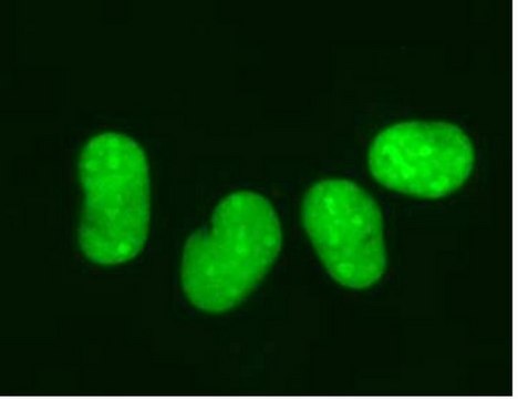 LentiBrite GFP-HMGB1慢病毒生物传感器