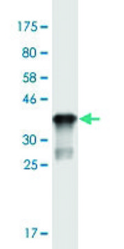 Monoclonal Anti-ST3GAL5 antibody produced in mouse clone 8B4, purified immunoglobulin