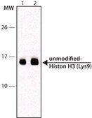 Anti-unmodified-Histone H3 (Lys9) antibody, Mouse monoclonal clone 9B1-2G6, purified from hybridoma cell culture