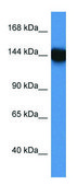 Anti-BAT3 (C-terminal) antibody produced in rabbit affinity isolated antibody
