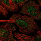 Anti-CCDC13 antibody produced in rabbit Prestige Antibodies® Powered by Atlas Antibodies, affinity isolated antibody, buffered aqueous glycerol solution