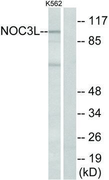 Anti-NOC3L antibody produced in rabbit affinity isolated antibody