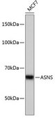 Anti-ASNS antibody produced in rabbit