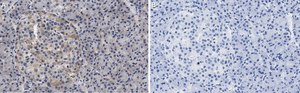 Anti-Helicase MOV-10 Antibody, clone 3B8 ZooMAb® Rabbit Monoclonal recombinant, expressed in HEK 293 cells