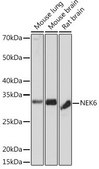 Anti-NEK6 antibody produced in rabbit