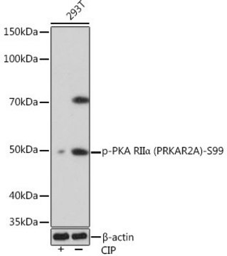 Anti-Phospho-PKA RII&#945; (PRKAR2A)-S99 antibody produced in rabbit