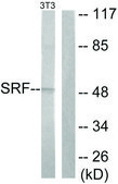 Anti-SRF antibody produced in rabbit affinity isolated antibody