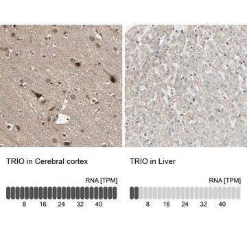 Anti-TRIO antibody produced in rabbit Prestige Antibodies&#174; Powered by Atlas Antibodies, affinity isolated antibody, buffered aqueous glycerol solution