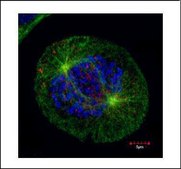 Monoclonal Anti-HEC1 antibody produced in mouse clone 9G3.23, affinity isolated antibody