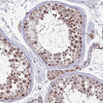 Anti-TPRX1 antibody produced in rabbit Prestige Antibodies&#174; Powered by Atlas Antibodies, affinity isolated antibody, buffered aqueous glycerol solution