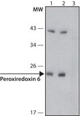 Anti-Peroxiredoxin 6 (N-terminal) antibody produced in rabbit ~1.0 mg/mL, affinity isolated antibody, buffered aqueous solution