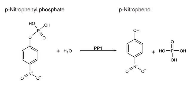 Protein Phosphatase-1 Catalytic Subunit, &#945;-Isoform from rabbit 5,000-15,000&#160;units/mg protein, recombinant, expressed in E. coli, lyophilized powder