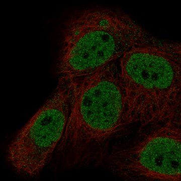 Monoclonal Anti-Mlh3 Antibody Produced In Mouse Prestige Antibodies&#174; Powered by Atlas Antibodies, clone CL14084, affinity isolated antibody, buffered aqueous glycerol solution