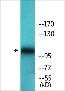 Anti-phospho-FAK (pTyr861) antibody produced in rabbit affinity isolated antibody