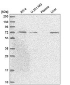 Anti-UNC93B1 antibody produced in rabbit Prestige Antibodies® Powered by Atlas Antibodies, affinity isolated antibody