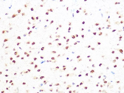 Anti-PRMT1 antibody produced in rabbit