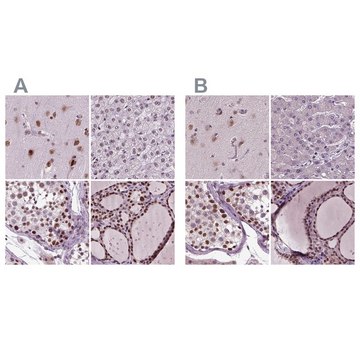 Anti-RCOR3 antibody produced in rabbit Prestige Antibodies&#174; Powered by Atlas Antibodies, affinity isolated antibody, buffered aqueous glycerol solution