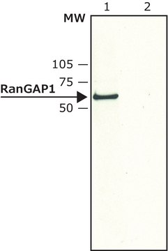 Anti-RanGAP1 兔抗 affinity isolated antibody, buffered aqueous solution, ~2&#160;mg/mL