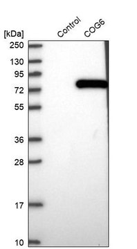 Anti-COG6 antibody produced in rabbit Prestige Antibodies&#174; Powered by Atlas Antibodies, affinity isolated antibody, buffered aqueous glycerol solution