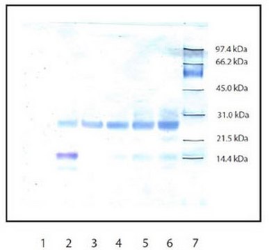 Anti-Trypsin Rabbit pAb liquid, Calbiochem&#174;