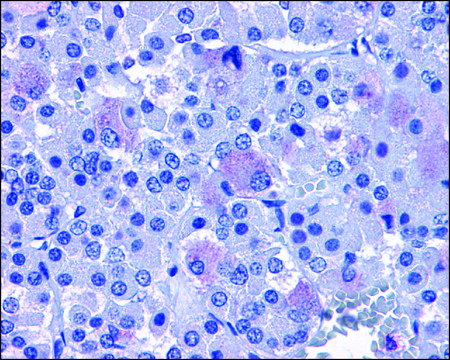 Anti-ADCYAP1R1 antibody produced in rabbit affinity isolated antibody